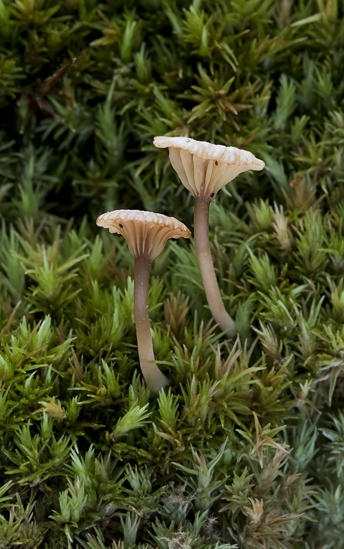 Lichenomphalia umbellifera